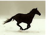 free_horse